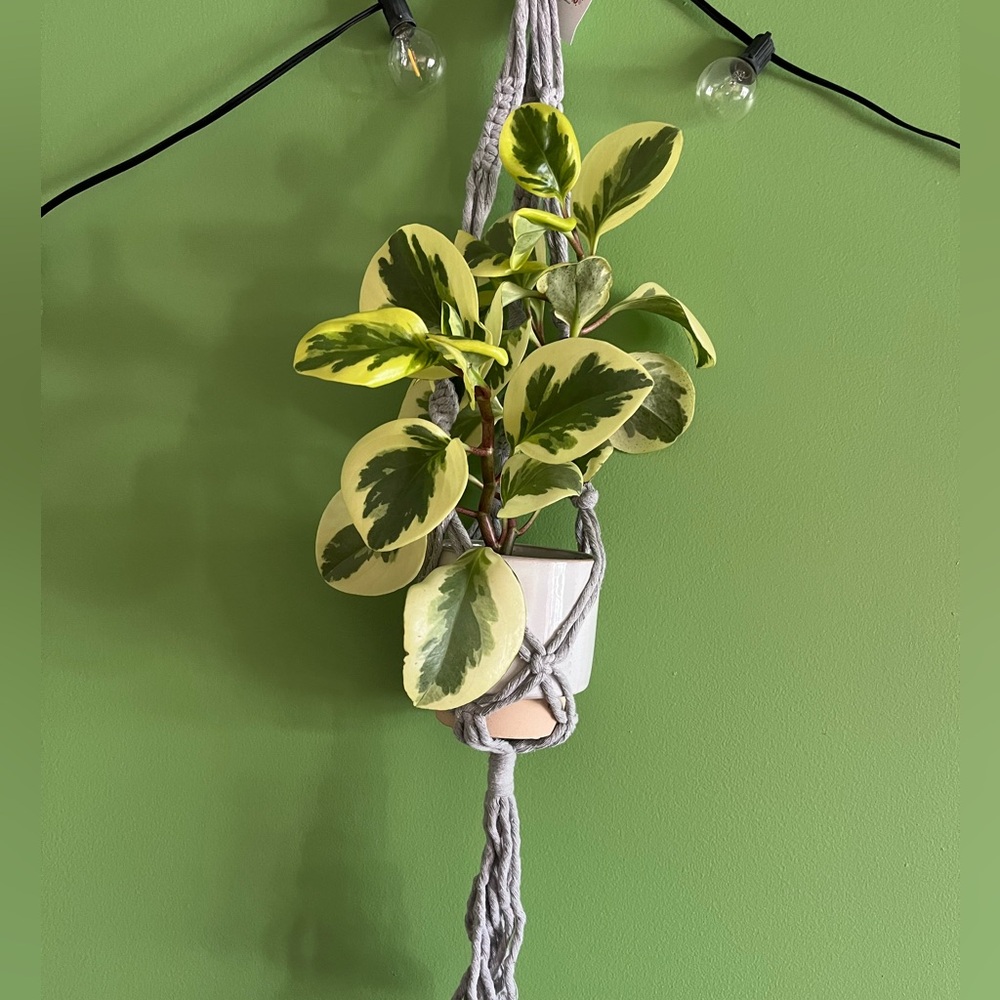 macrame plant hanger